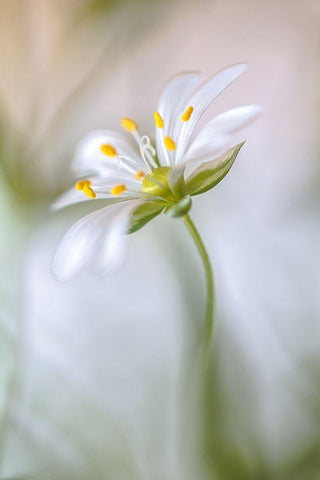 Stitchwort Soft White Modern Wood Framed Art Print with Double Matting by Disher, Mandy