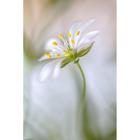 Stitchwort Soft Gold Ornate Wood Framed Art Print with Double Matting by Disher, Mandy