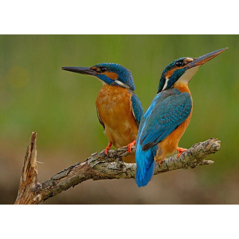 Kingfisher (Alcedo Atthis) Gold Ornate Wood Framed Art Print with Double Matting by Benfer, Stefan