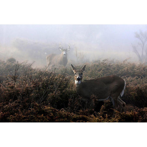 The Rut In On - White-Tailed Deer Black Modern Wood Framed Art Print with Double Matting by Cumming, Jim