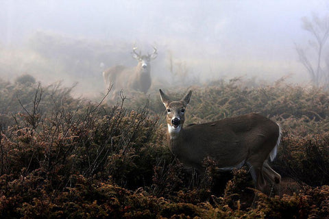 The Rut In On - White-Tailed Deer White Modern Wood Framed Art Print with Double Matting by Cumming, Jim