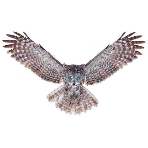 Power - Great Grey Owl White Modern Wood Framed Art Print by Cumming, Jim