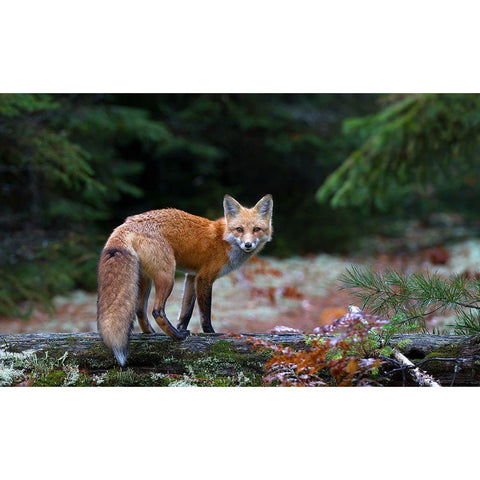 Red Fox In Algonquin Park Black Modern Wood Framed Art Print by Cumming, Jim