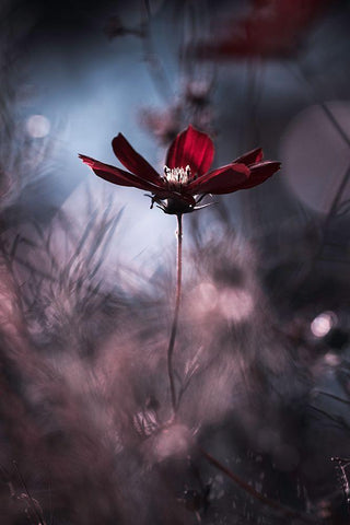 Tenue De Soirace Black Ornate Wood Framed Art Print with Double Matting by Bravin, Fabien