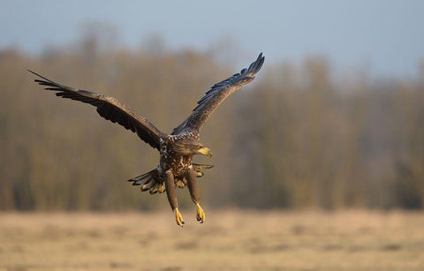 3D Black Ornate Wood Framed Art Print with Double Matting by Rayco