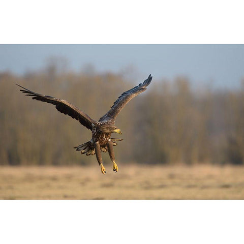 3D Gold Ornate Wood Framed Art Print with Double Matting by Rayco