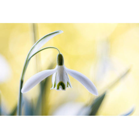 Snowdrops White Modern Wood Framed Art Print by Disher, Mandy