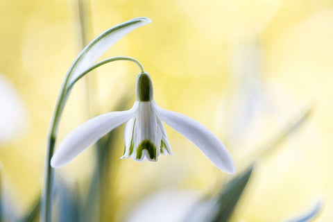 Snowdrops Black Ornate Wood Framed Art Print with Double Matting by Disher, Mandy