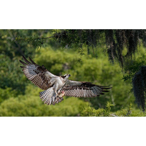 The Girl Has A Fish ! Gold Ornate Wood Framed Art Print with Double Matting by Forns, Alfred