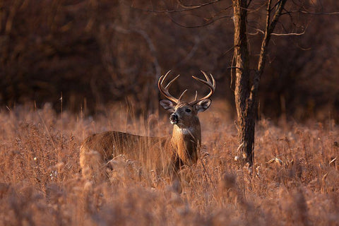 Basking In The Light - White-Tailed Buck Black Ornate Wood Framed Art Print with Double Matting by Cumming, Jim