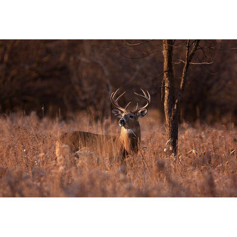 Basking In The Light - White-Tailed Buck Black Modern Wood Framed Art Print with Double Matting by Cumming, Jim