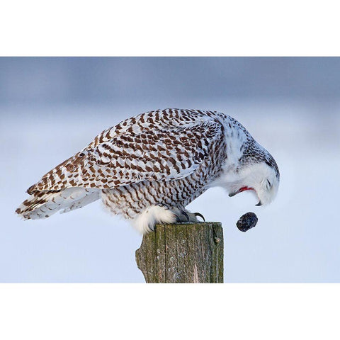 Snowy Owl - Cough It Up Buddy Black Modern Wood Framed Art Print with Double Matting by Cumming, Jim