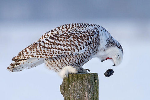 Snowy Owl - Cough It Up Buddy White Modern Wood Framed Art Print with Double Matting by Cumming, Jim