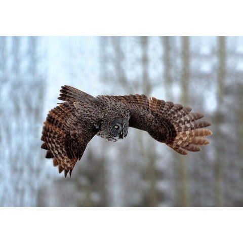 Soaring Black Modern Wood Framed Art Print by Stahl, Peter