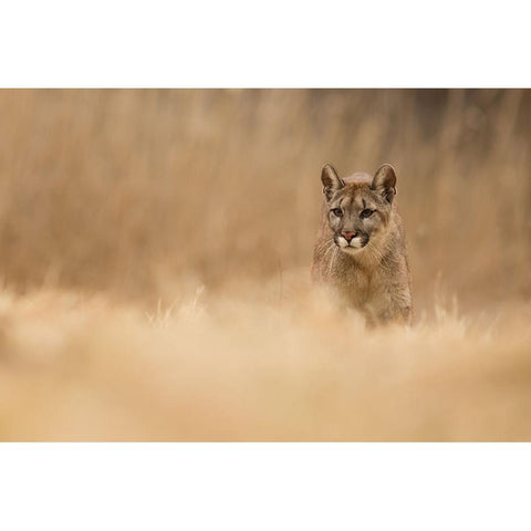 Cougar White Modern Wood Framed Art Print by Zygmunt, Milan