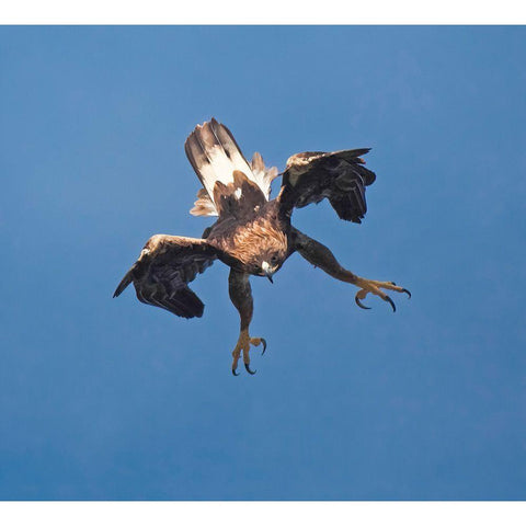 Golden Eagle Black Modern Wood Framed Art Print with Double Matting by Barbieri, Gianfranco