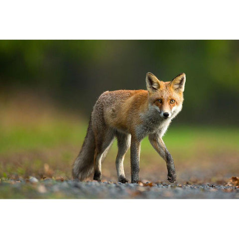 Red Fox Black Modern Wood Framed Art Print by Zygmunt, Milan