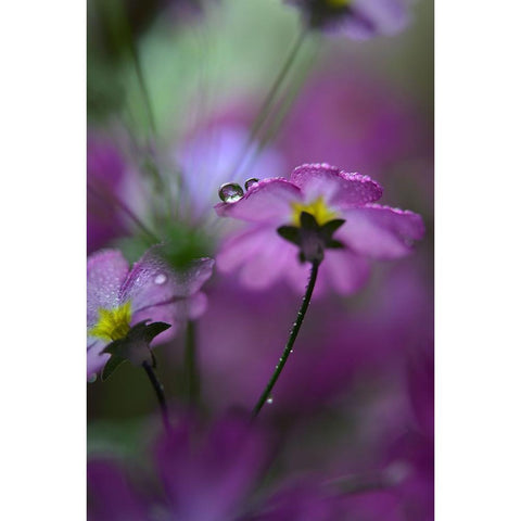 In Pink Surroundings White Modern Wood Framed Art Print by Westum, Heidi