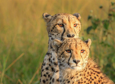 Double Team Black Ornate Wood Framed Art Print with Double Matting by Marx, Jaco