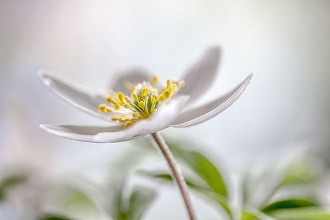 Wood Anemone Black Ornate Wood Framed Art Print with Double Matting by Disher, Mandy