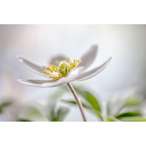 Wood Anemone Black Modern Wood Framed Art Print by Disher, Mandy