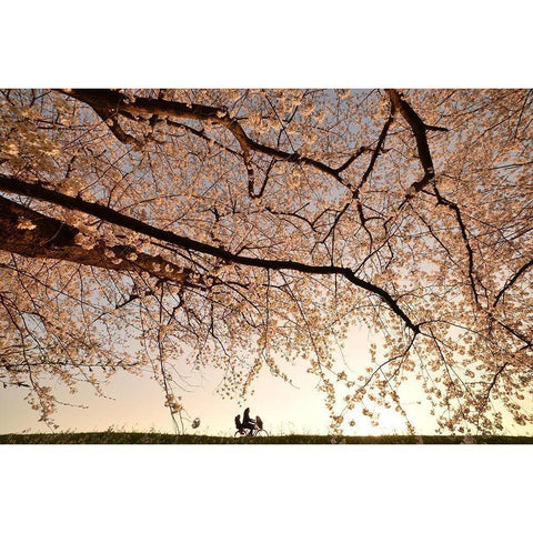 Way Back White Modern Wood Framed Art Print by Takanobu, Kano