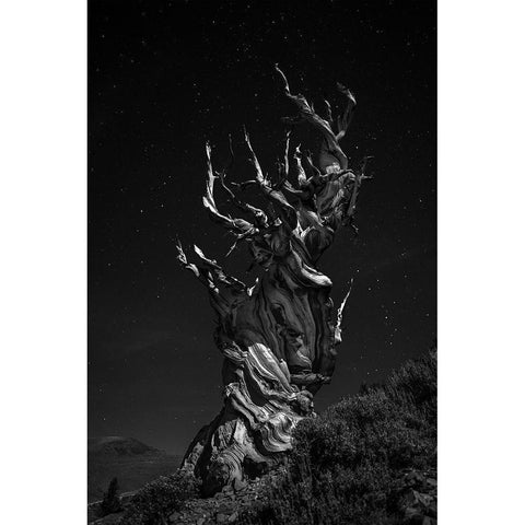 Grand-Grand-Grand-Pas Tree Black Modern Wood Framed Art Print with Double Matting by Chenglu, Simon