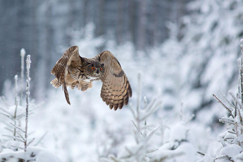 Eurasian Eagle-Owl White Modern Wood Framed Art Print with Double Matting by Zygmunt, Milan