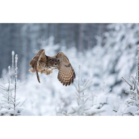 Eurasian Eagle-Owl Gold Ornate Wood Framed Art Print with Double Matting by Zygmunt, Milan