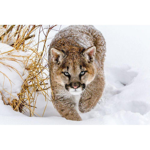 Sneaky Cougar White Modern Wood Framed Art Print by Centioli, Mike