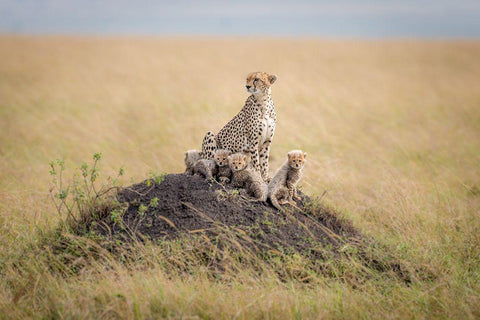 Regal Protector Black Ornate Wood Framed Art Print with Double Matting by Taylor, Ted