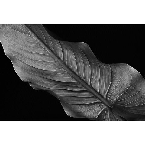 Female White Modern Wood Framed Art Print by Pascual Buye, Santiago