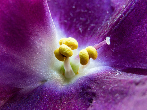 Violet Black Ornate Wood Framed Art Print with Double Matting by Markovic, Vojislav