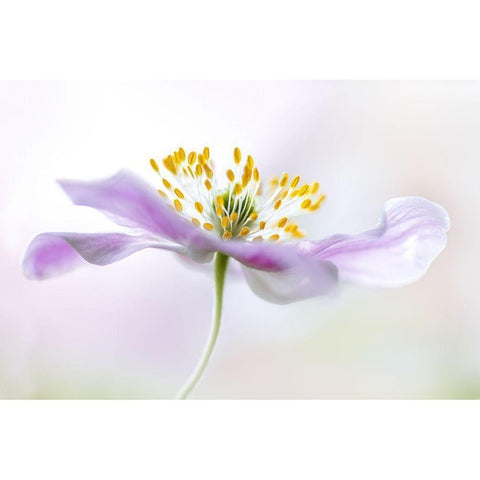 Wood Anemone Black Modern Wood Framed Art Print with Double Matting by Disher, Mandy