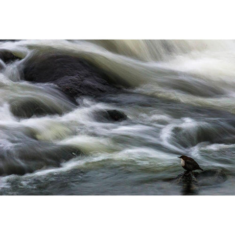 Flowing Contemplation Gold Ornate Wood Framed Art Print with Double Matting by Ostlund, Arne