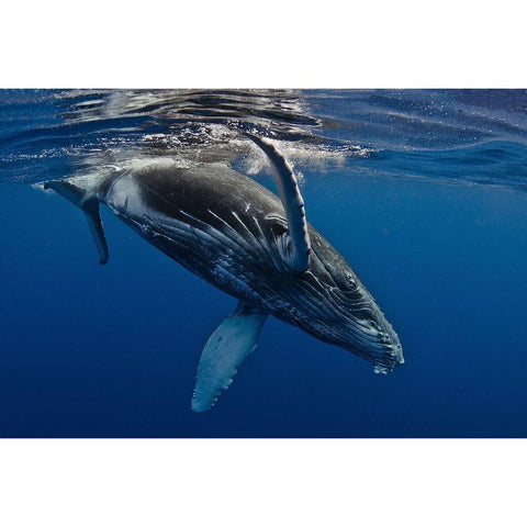 Humpback Whale Calf-Reunion Island White Modern Wood Framed Art Print by Peneau, Cedric