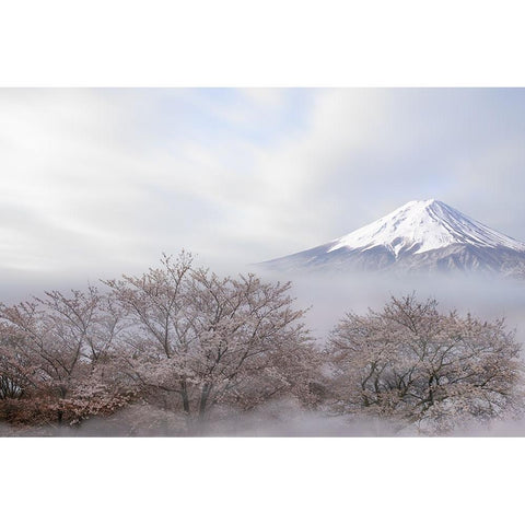 Mt.Fuji In Spring Black Modern Wood Framed Art Print with Double Matting by Iga, Ikuo