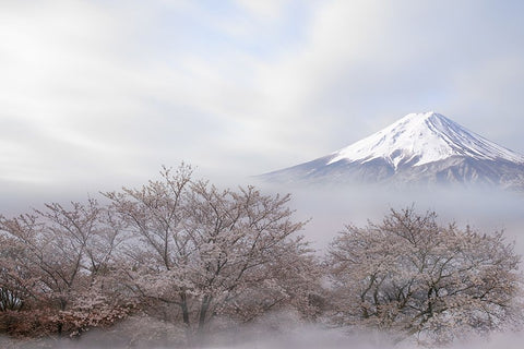 Mt.Fuji In Spring Black Ornate Wood Framed Art Print with Double Matting by Iga, Ikuo