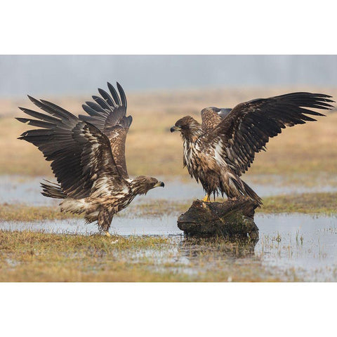 Open Wings Black Modern Wood Framed Art Print with Double Matting by Ferretto, Fabio