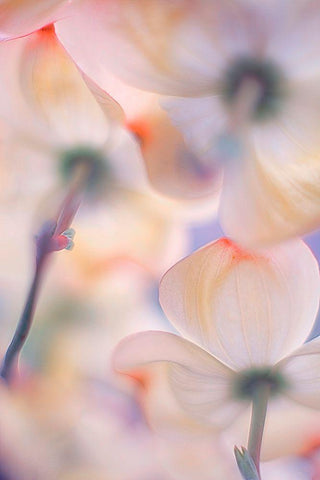 Under The Skirts Of Flowers White Modern Wood Framed Art Print with Double Matting by Casanova, Francois