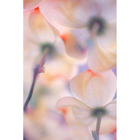 Under The Skirts Of Flowers Gold Ornate Wood Framed Art Print with Double Matting by Casanova, Francois