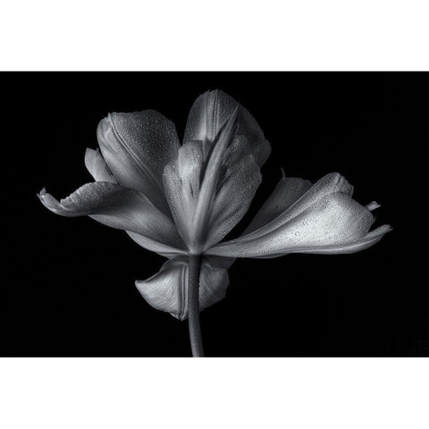 Tulipa Exotic Emperor Black Modern Wood Framed Art Print with Double Matting by Myles, Penny