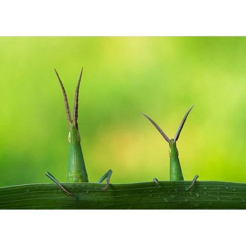 Macro Black Modern Wood Framed Art Print by Kamran, Mehdi