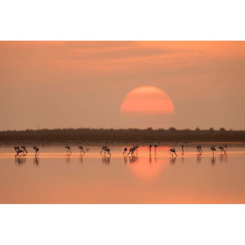 Flamingos At Sunrise White Modern Wood Framed Art Print by Gil Raga, Joan
