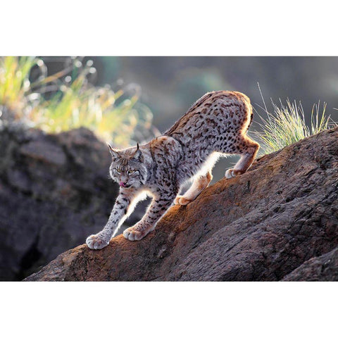 Lynx At Sunset Black Modern Wood Framed Art Print with Double Matting by Barbieri, Gianfranco