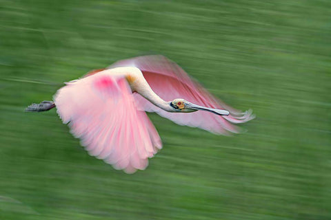 Pink And Green Black Ornate Wood Framed Art Print with Double Matting by Chang, Cheng