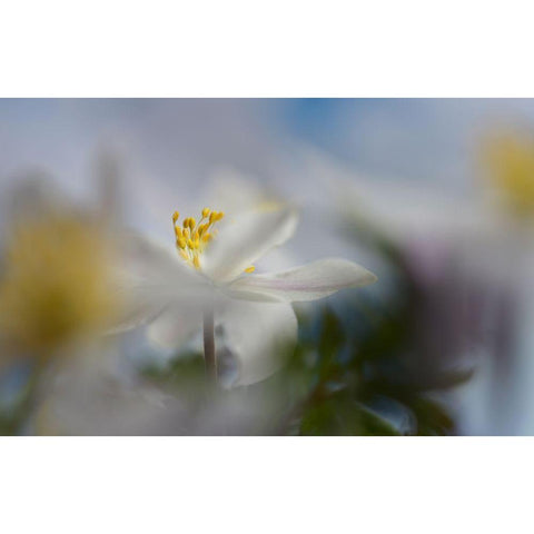 Anemone Nemorosa Black Modern Wood Framed Art Print by Westum, Heidi