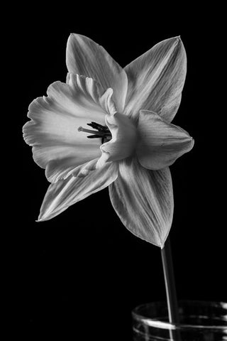 Narcissus May 2015 Black Ornate Wood Framed Art Print with Double Matting by M. Fielding, Edward