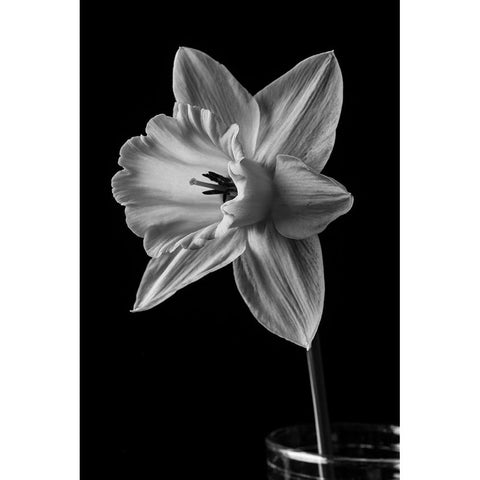 Narcissus May 2015 Black Modern Wood Framed Art Print by M. Fielding, Edward