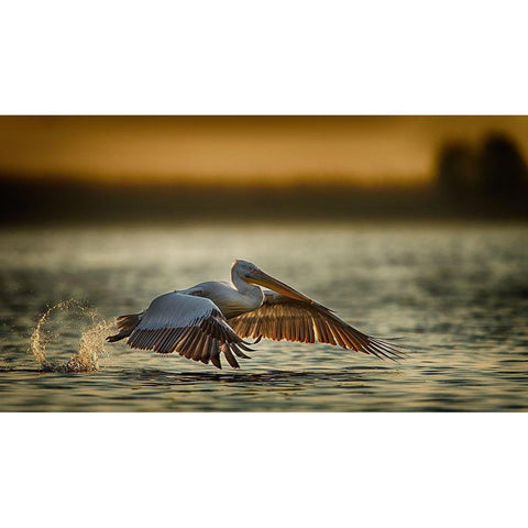 Pelican Take Off...2 Black Modern Wood Framed Art Print by Akpinar, Baris